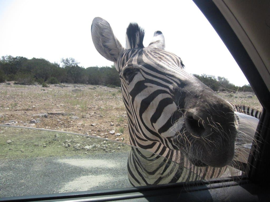 A zebra leaning up to a car window across the Hill Country scrubland at a drive-through wildlife ranch